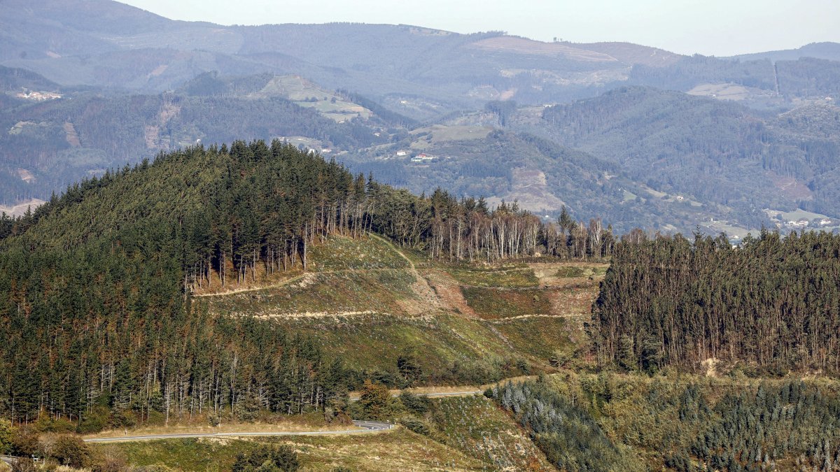 Archivo. Bosque de Urdabai, en Vizcaya, en el norte de España.