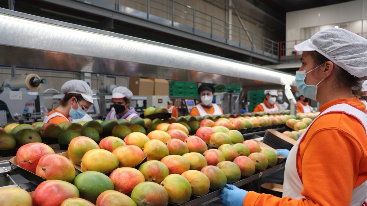 El mango, con potencial exportación a ese mercado.