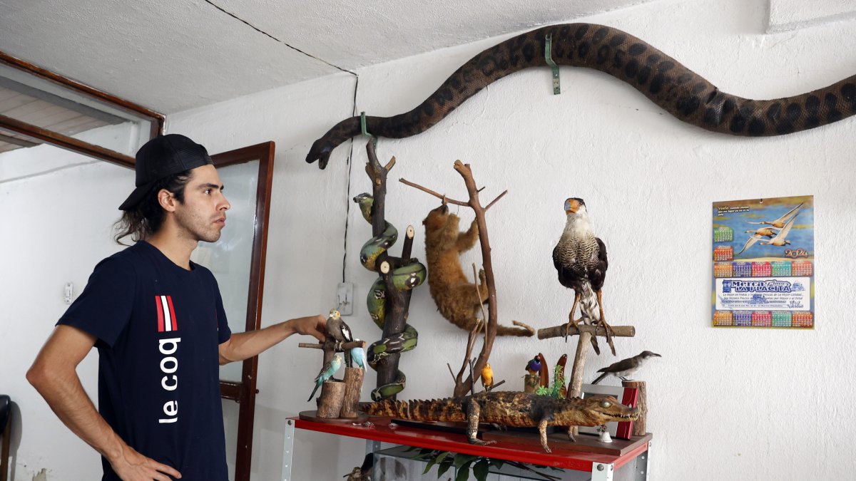 El taxidermista Miguel Vargas muestra varios animales disecados en su estudio