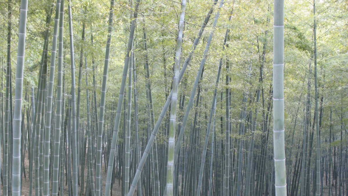 Las plantas de bambú