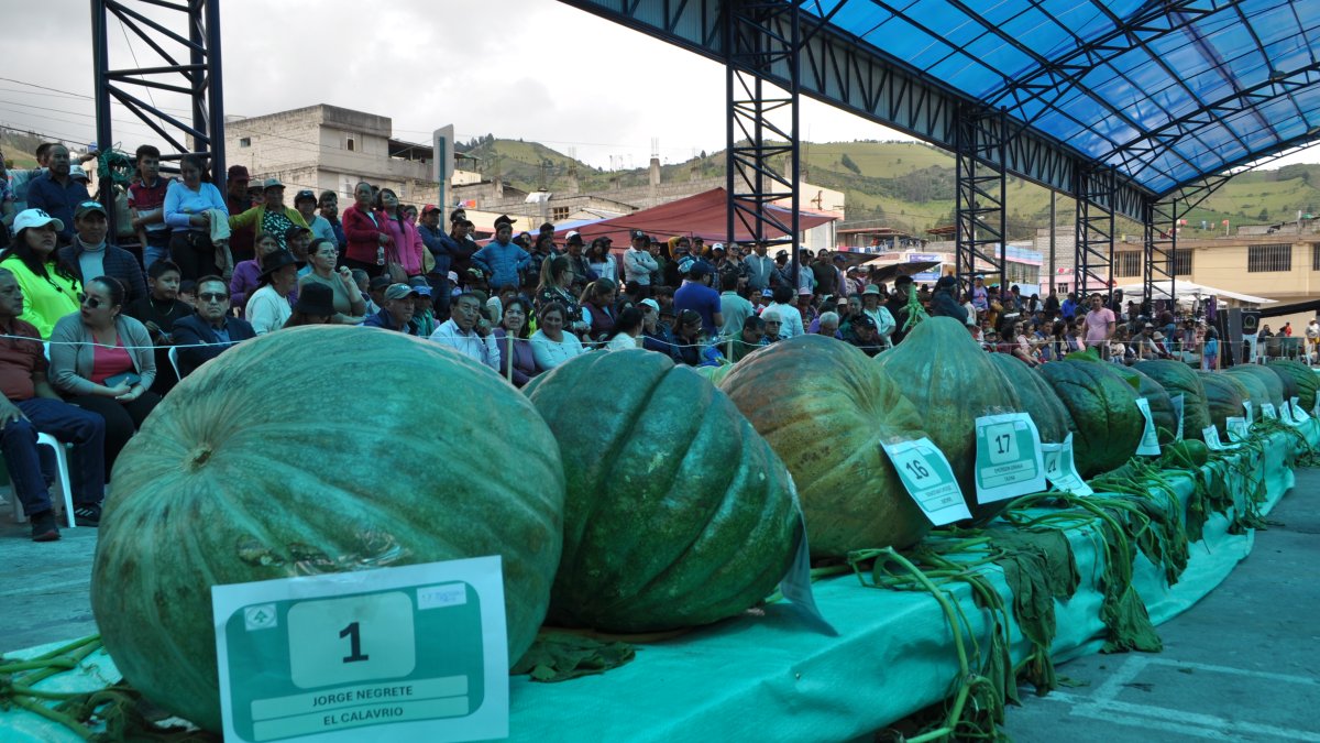 Fiesta. Entre los participantes escogieron al zapallo más pesado y más grande