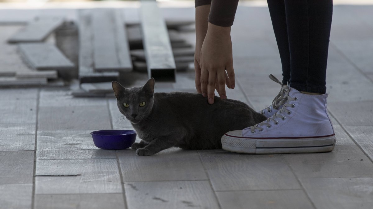 Archivo. Un gato es hidratado con agua por su dueña