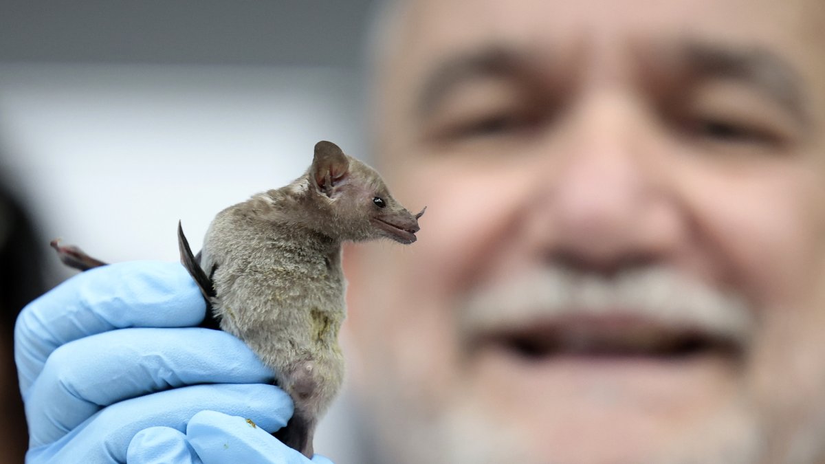 El conservacionista mexicano y especialista en murciélagos, Rodrigo Medellín, muestra un ejemplar de esta especie