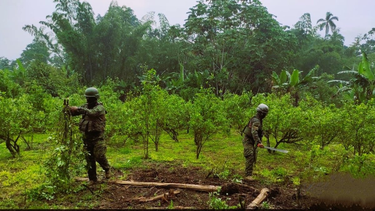En Putumayo se dio un operativo en conjunto con la Fiscalía para la quema de la platanción de Coca.