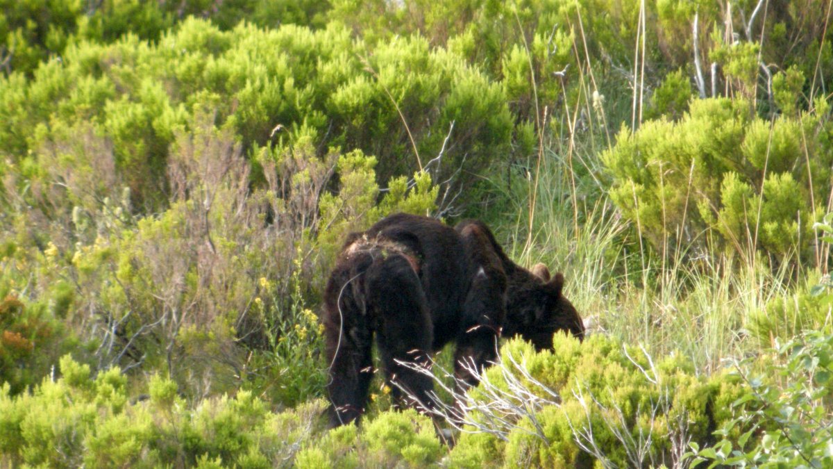 En la identificación del oso ahora abatido se usó un dron con sistemas de biometría, aseguró el ministro.