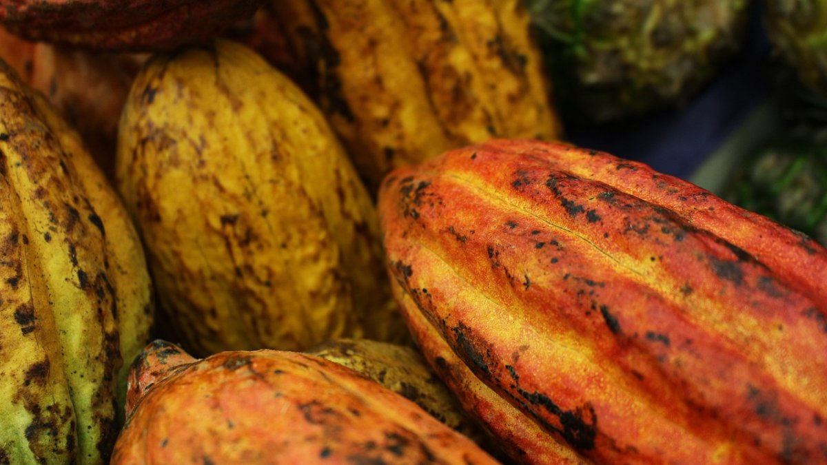 El precio del cacao no ha dejado de subir por problemas en los productores africanos.