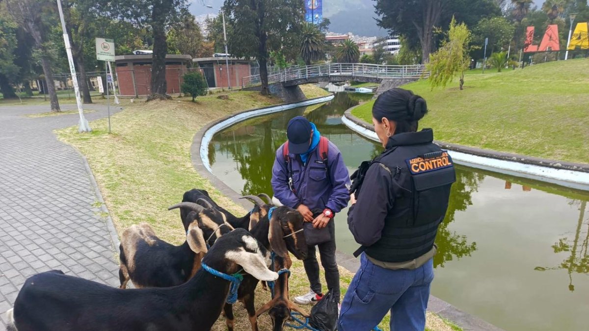 Personal de la AMC realiza controles a personas que venden leche de chiva.