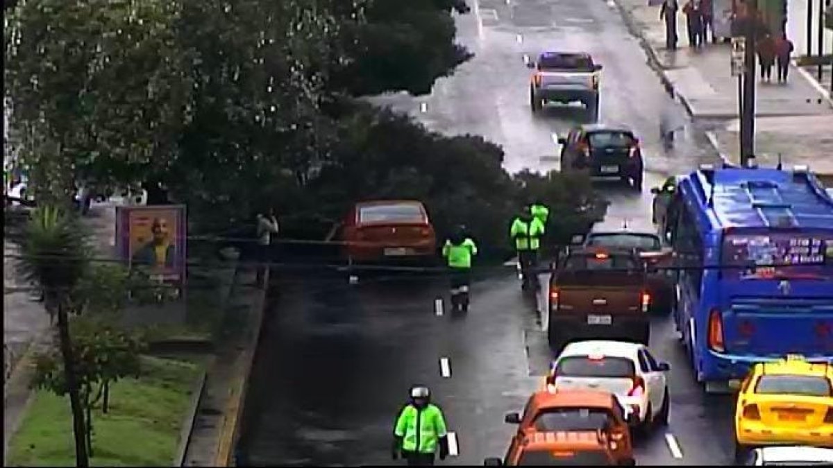 El árbol cayó sobre un vehículo en la Av. Los Shyris y Telégrafo