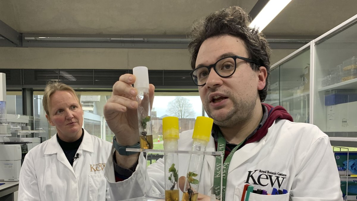 El investigador Davide Gerna, del Banco de Semillas del Milenio explica los procedimientos de su trabajo