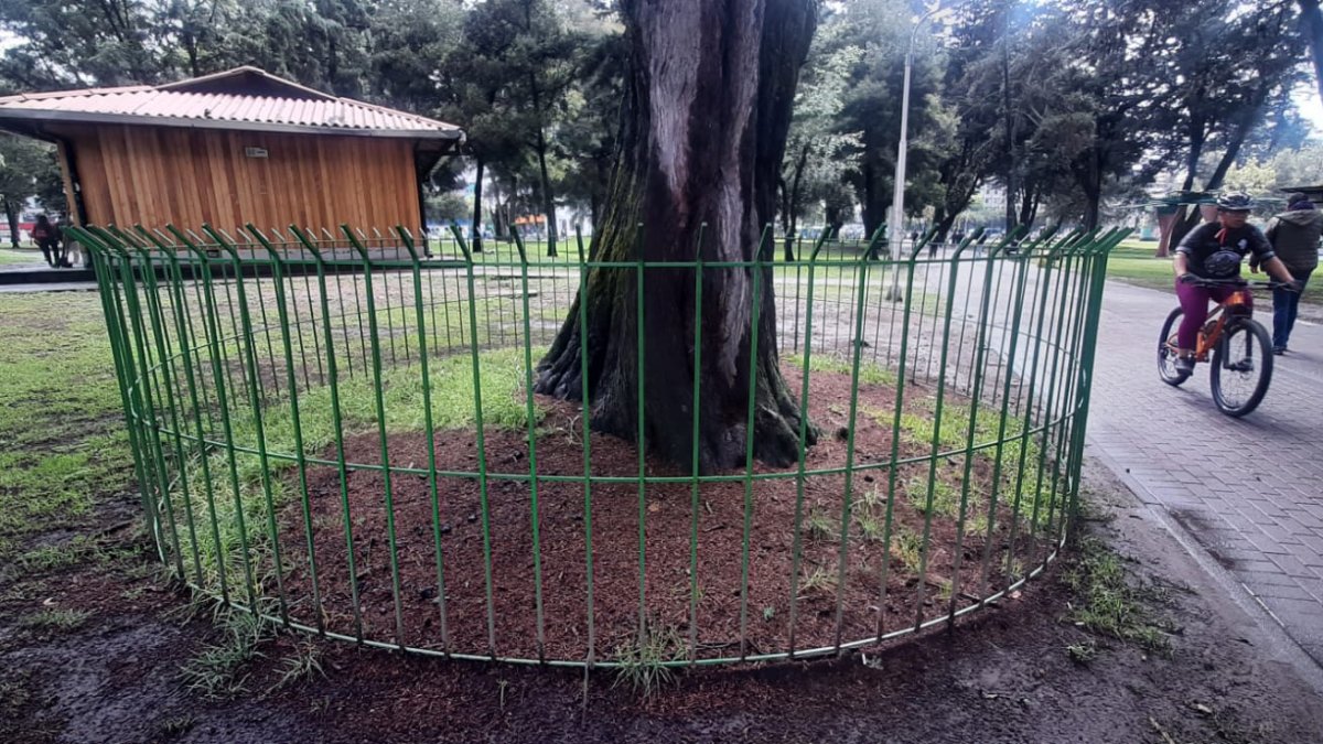 Se colocaron rejas alrededor de los árboles patrimoniales como medida de protección