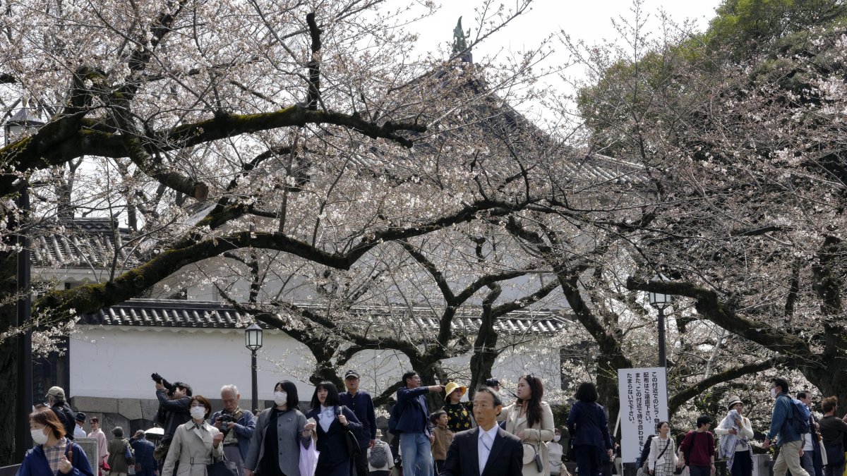 Las olas de calor ponen en riesgo la apertura de los capullos.