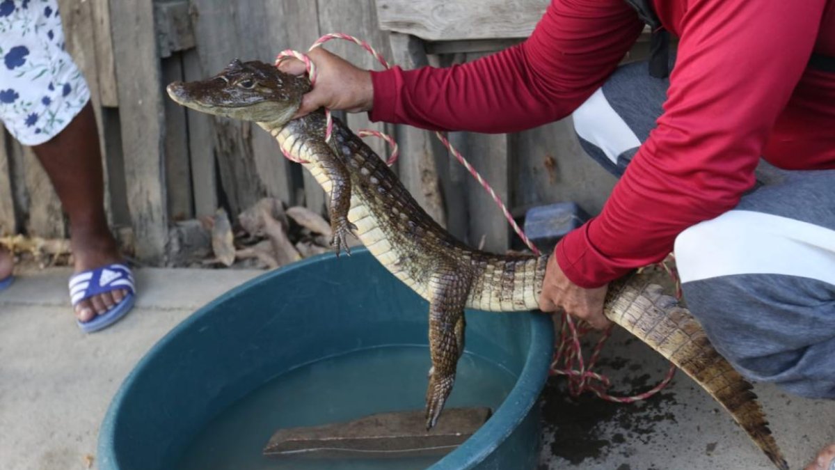 Este fue el caimán que fue hallada en la quinta etapa de la ciudadela El Recreo, en Durán.