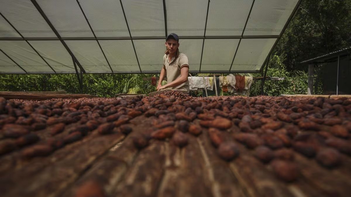 El 30 % de la oferta no petrolera que va a México es cacao.