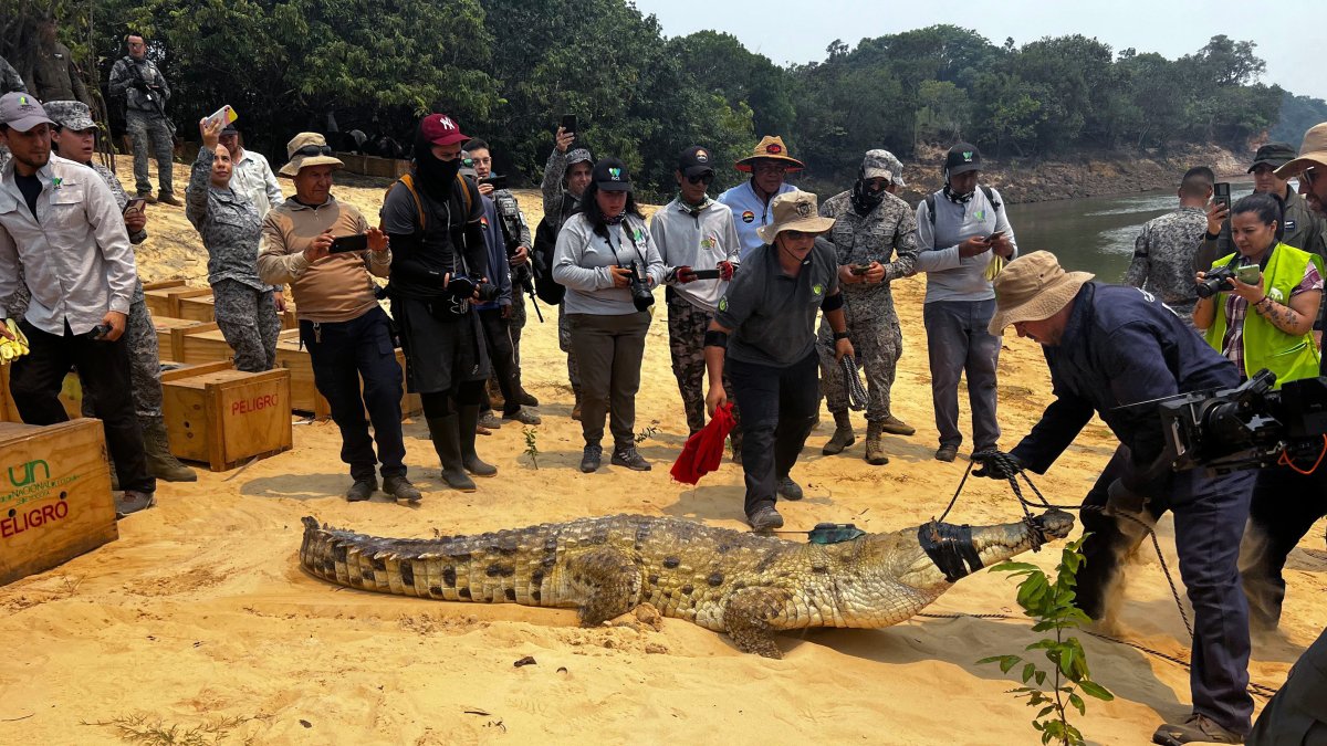 Autoridades colombianas devolvieron a 11 ejemplares de cocodrilos del Orinoco en aeronave a su hábitat natural en el Vichada, departamento del este de Colombia