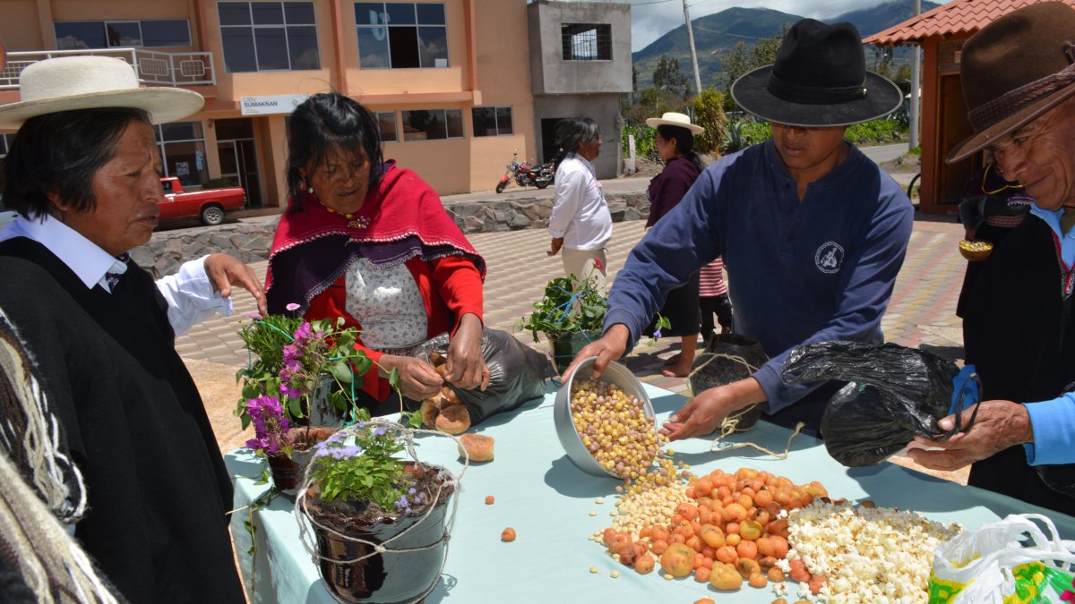 Acto. La producción de cebollas, papas y maíz prevalece en las familias.