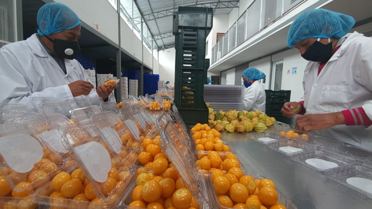 En Golden Sweet Spirit, trabajadores seleccionan la uvilla de exportación.