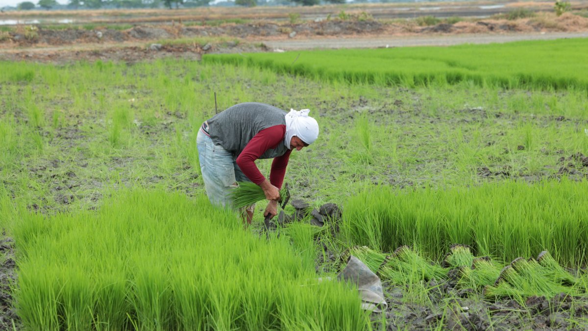Cultivo. En Samborondón un agricultor siembra nuevas plantas de arroz con una semilla de mejor calidad.
