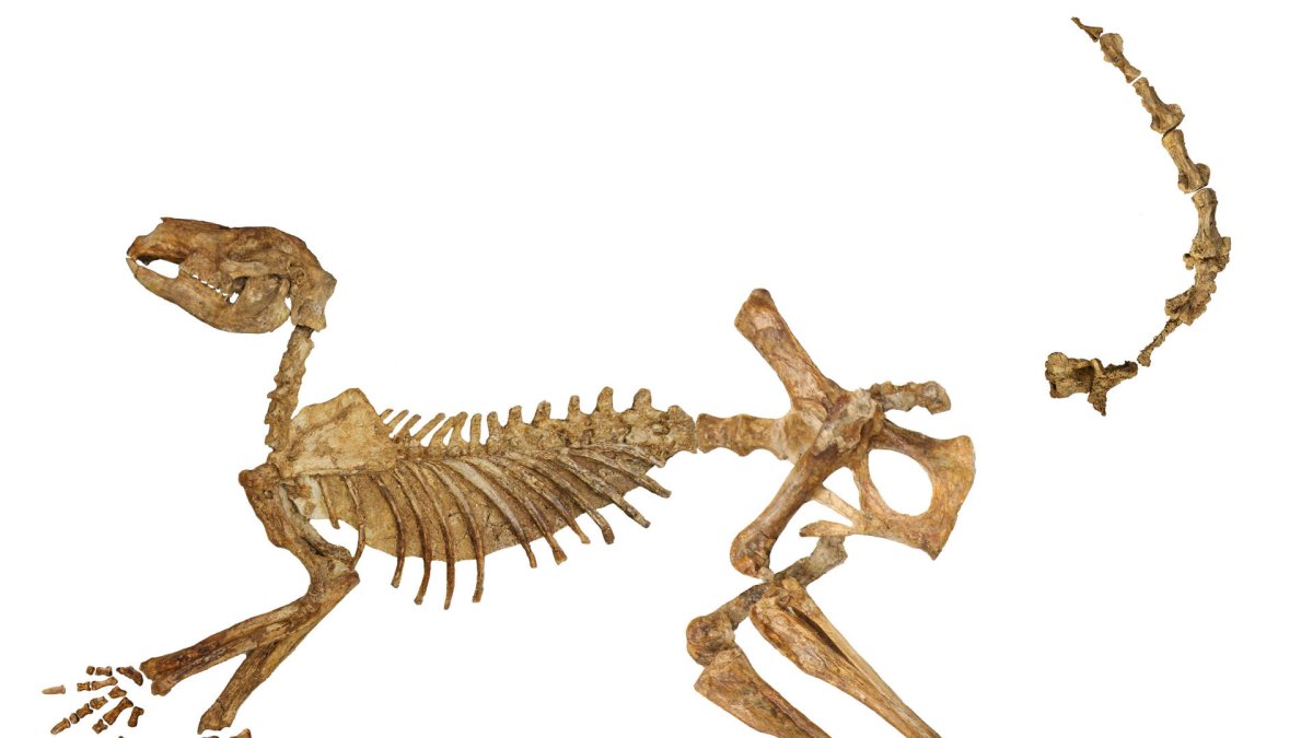 Esqueleto fósil casi completo del extinto canguro gigante Protemnodon viator del lago Callabonna, al que sólo le faltan algunos huesos de la mano, el pie y la cola.