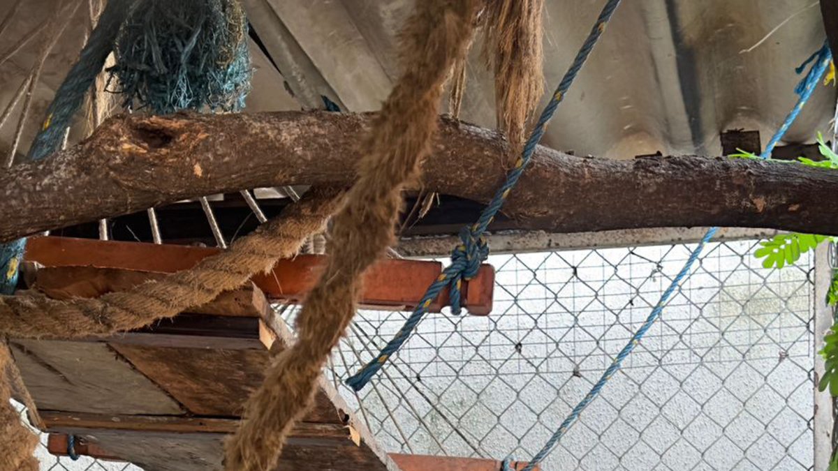 Objetivo. Grupos de delincuencia organizada usan estos animales como una insignia o una mascota para hacer gala de su poder adquisitivo y del bando al que pertenecen.