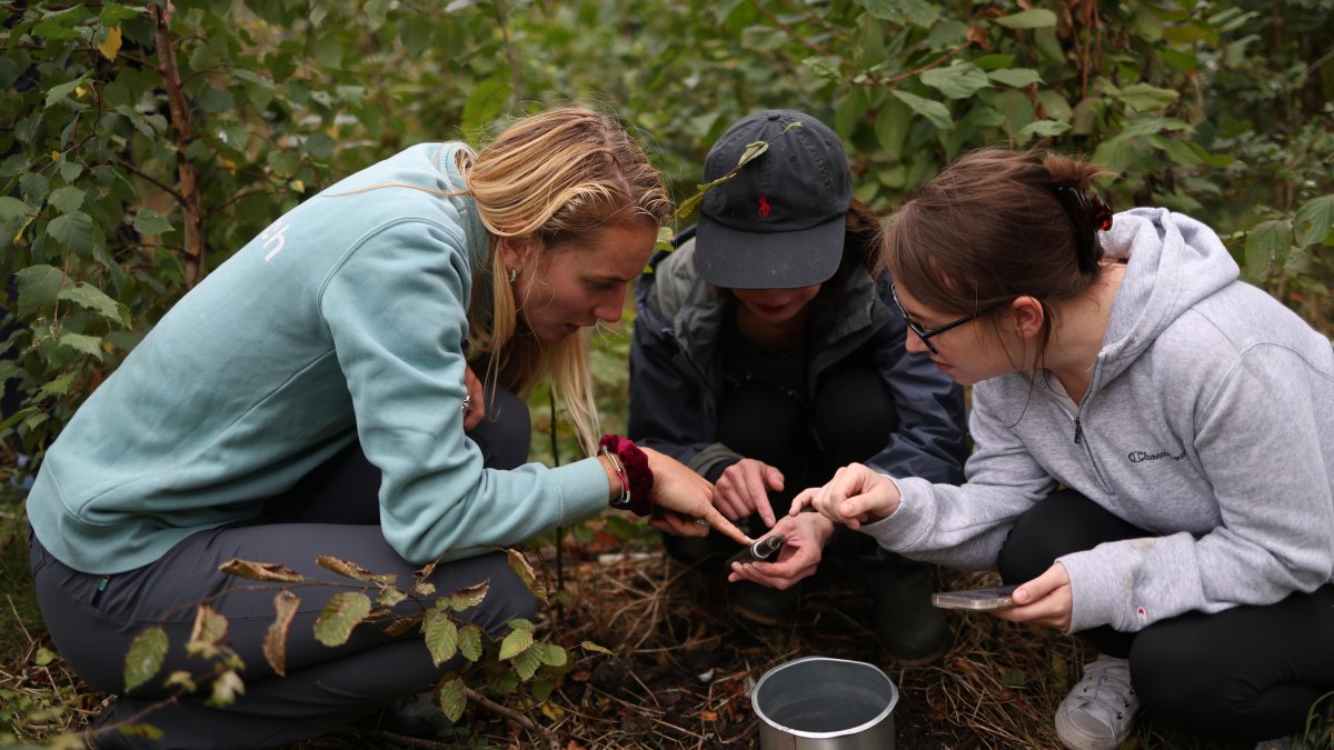 Pequeños bosques del tamaño de una pista de tenis para paliar la contaminación