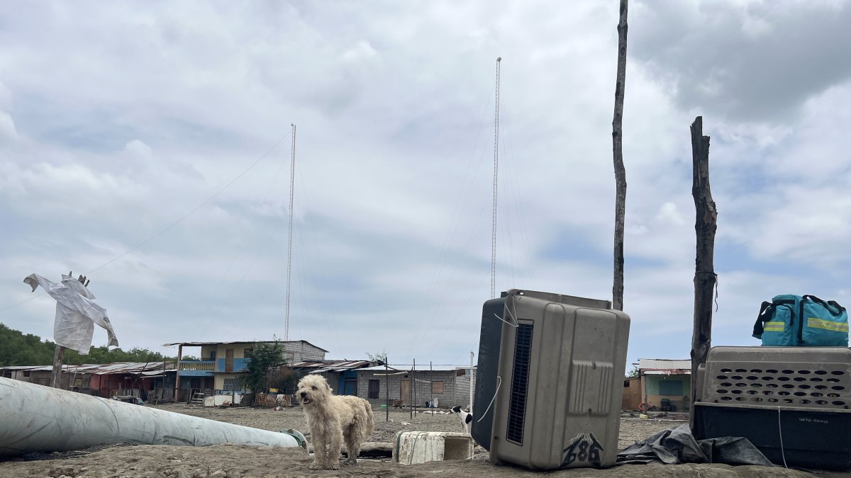 Los animales se encontraban en pésimas condiciones.