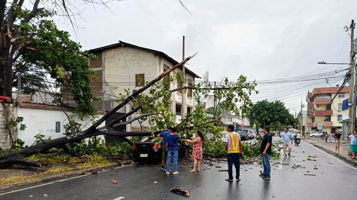 Un árbol caído dejó la lluvia de este domingo 21, día de elecciones.