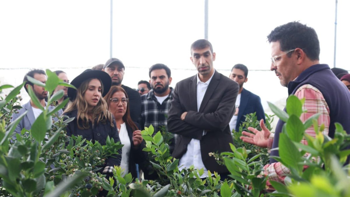 El ministro de Comercio de Emiratos Árabes, Thani Al Zeyoudi, junto a autoridades de Ecuador, visita una finca de arándanos.