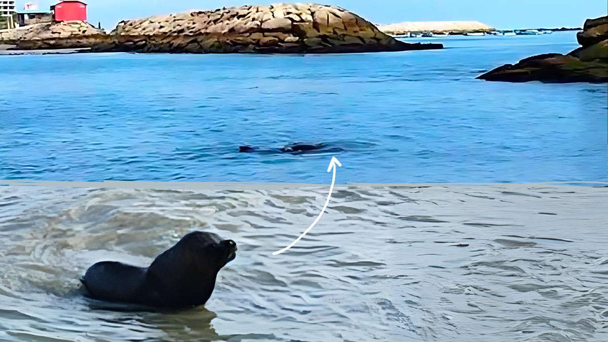 El lobo marino apareció en los últimos días en ese cantón de Santa Elena.