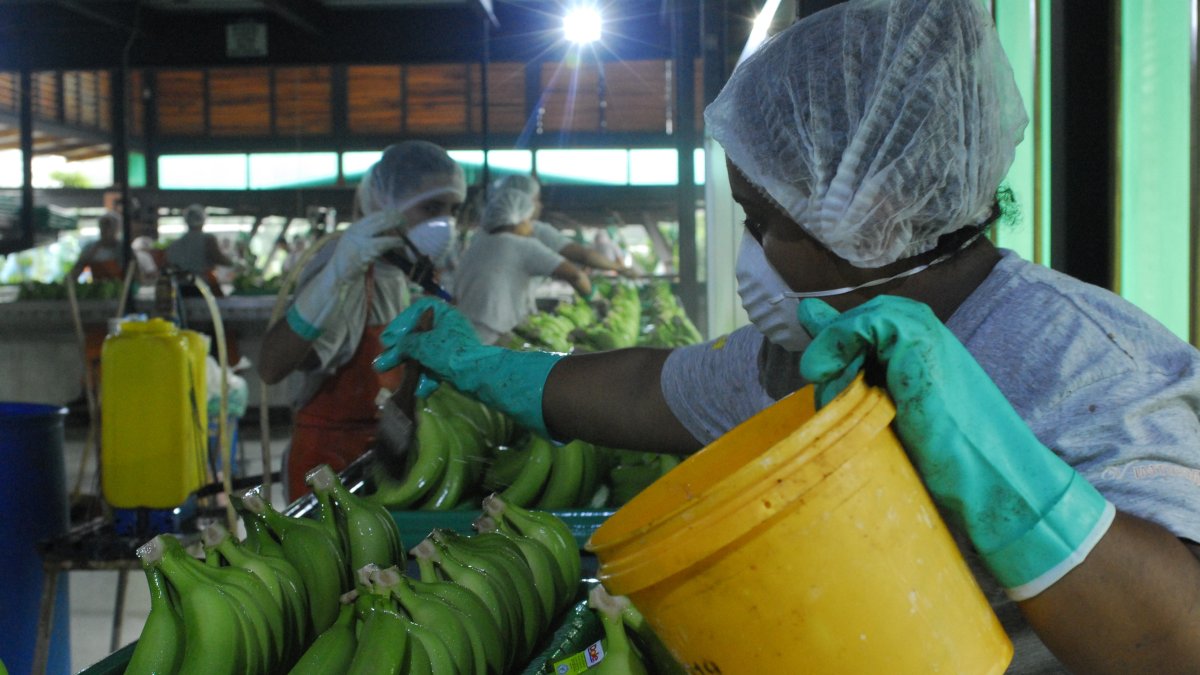 En el primer trimestre, el país exportó 99.470.516 cajas de banano.