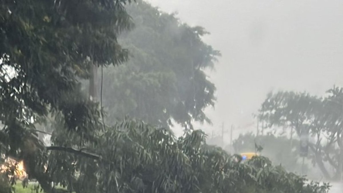 Clima. Un árbol cedió por la fuerza del agua y quedó postrado sobre la calzada en la vía a la costa.
