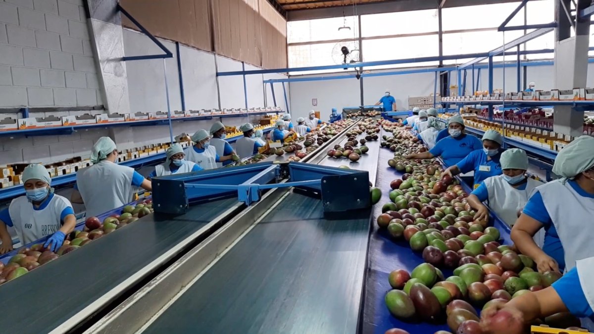 Empresa.- Una de las compañías que exporta el mango ecuatoriano.