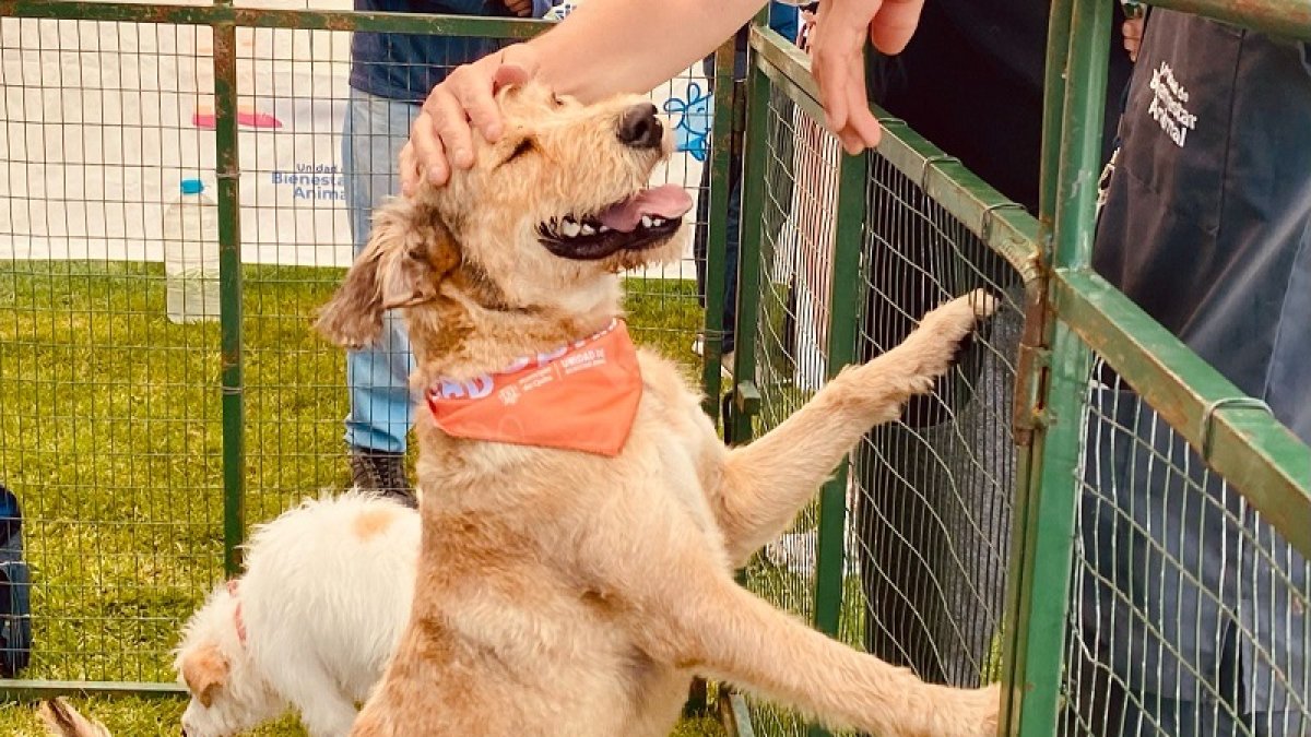 Los canes puestos en adopción están vacunados, desparasitados y esterilizados.