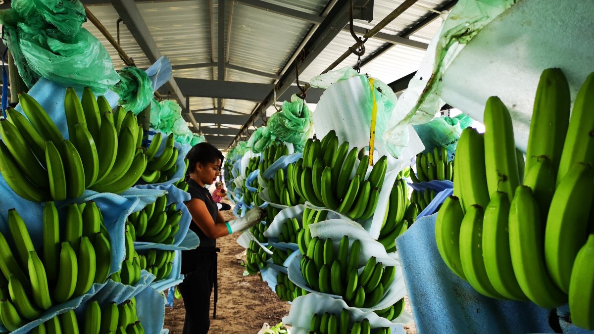 Según los actuales registros, en el país existen  5.500 productores y 290 exportadores.