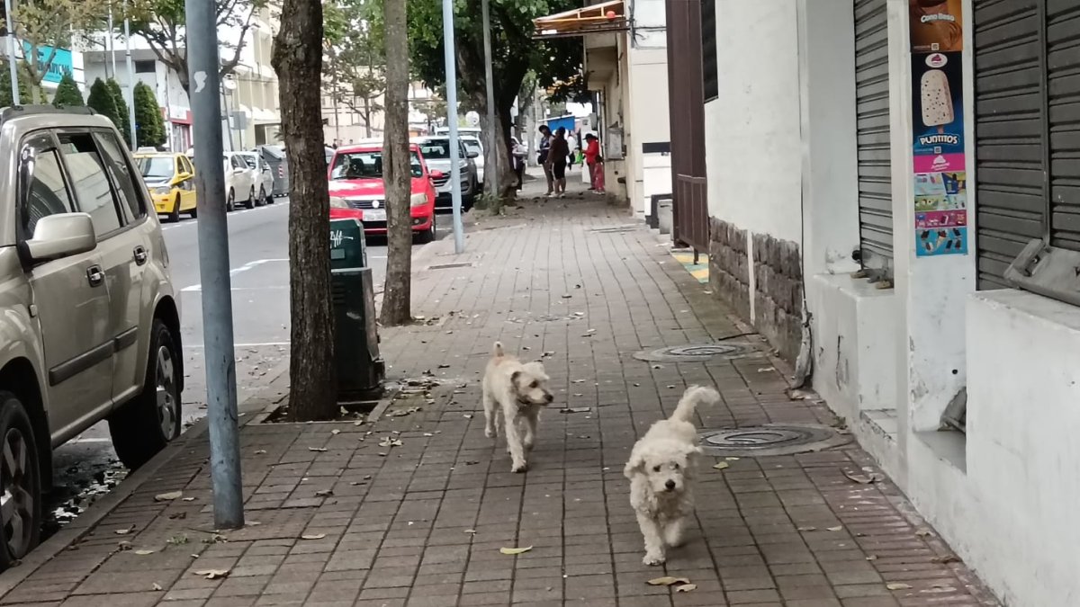 El 70% de perros que deambula en la calle tiene dueño.