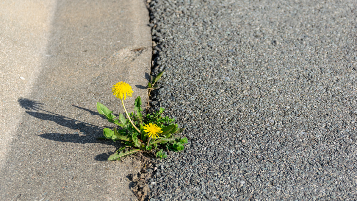 La resiliencia es la capacidad de adaptación de un ser vivo frente a un agente perturbador o un estado o situación adversos.