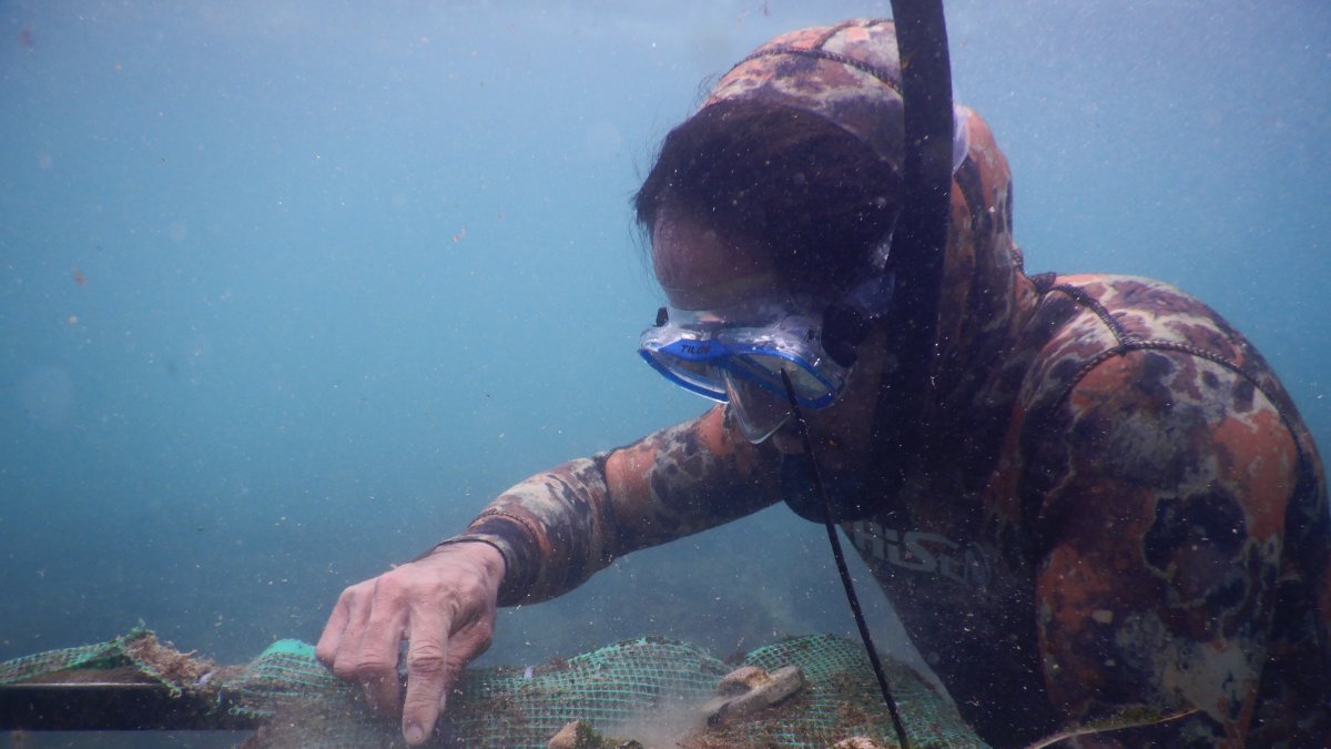 Corales que han sido trasplantados tras haber sido criados en viveros, conocidos coloquialmente como 