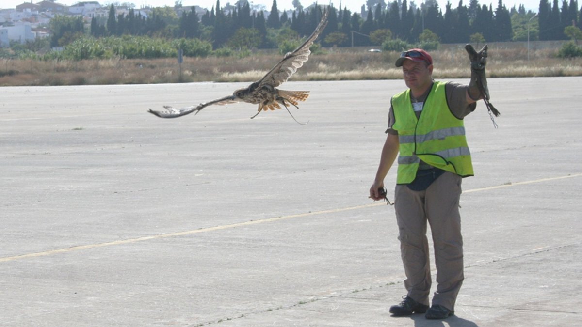 En el aeropuerto de Quito, halcones y águilas alejan a otras especies.