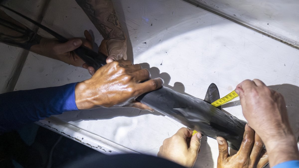 Labores de medición y etiquetamiento de tiburones realizadas en la expedición científica