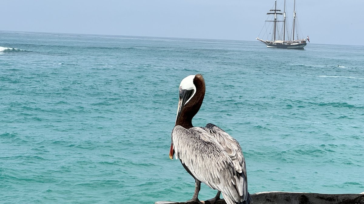 El barco neerlandés Oosterschelde, símbolo del proyecto Darwin200, está en Galápagos para desarrollar investigaciones sobre algunas especies.