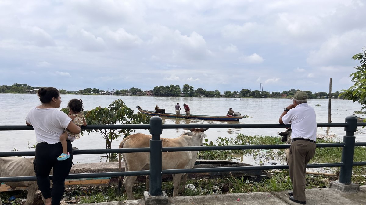 El inicio del malecón tiene basura acumulada y hay vacas que se desplazan por el sitio.