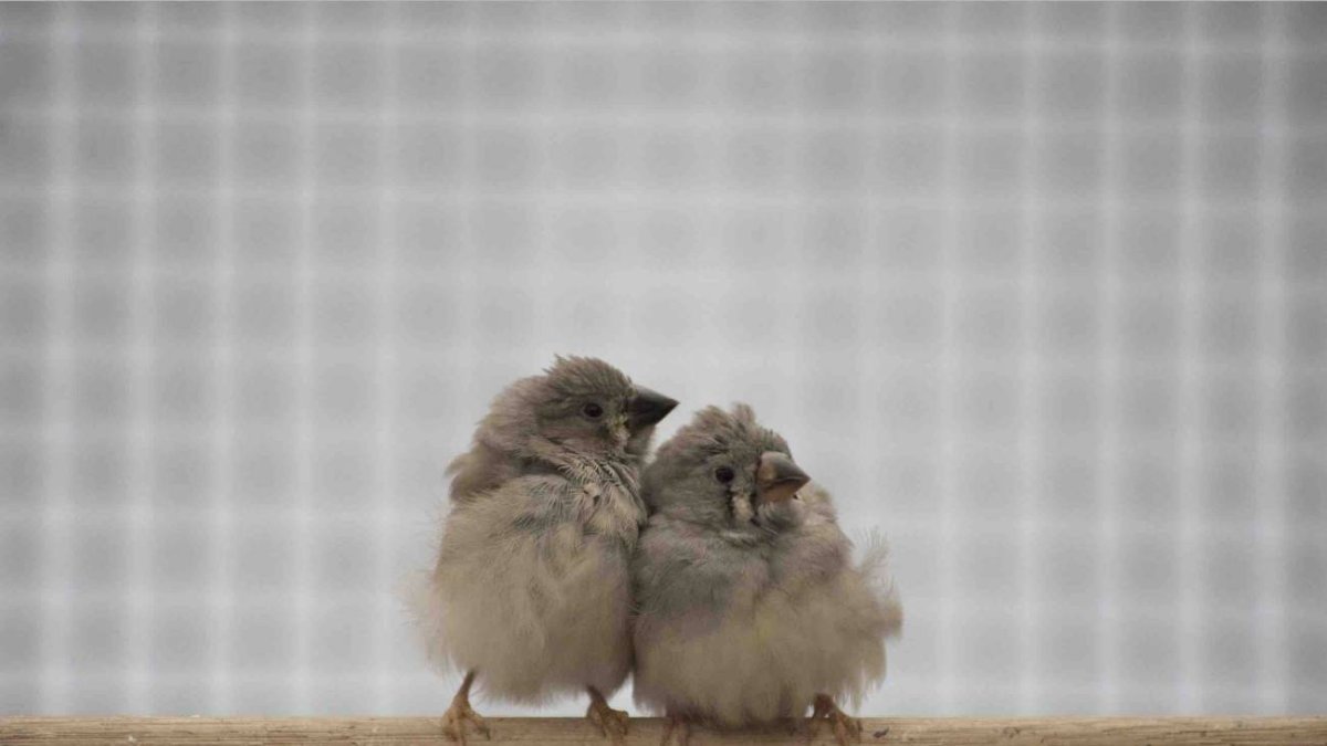 Dos juveniles de pinzón cebra. Es menos probable, según el estudio, que los huevos eclosionen cuando se exponen al ruido del tráfico.