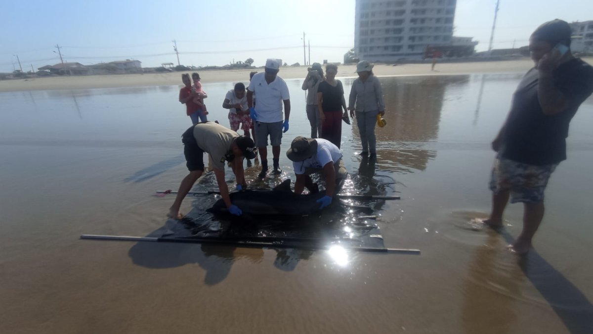 Suceso. El delfín fue llevado a la Lobería.