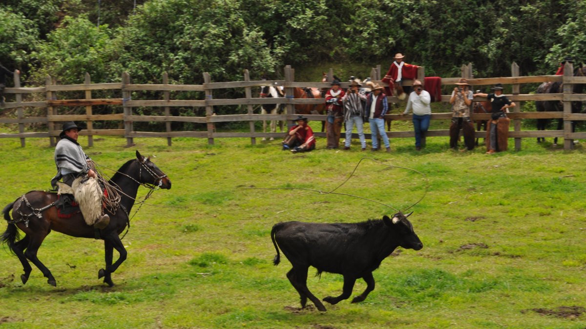 Tradición. Desde niños les enseñan a utilizar las betas para atar al ganado.
