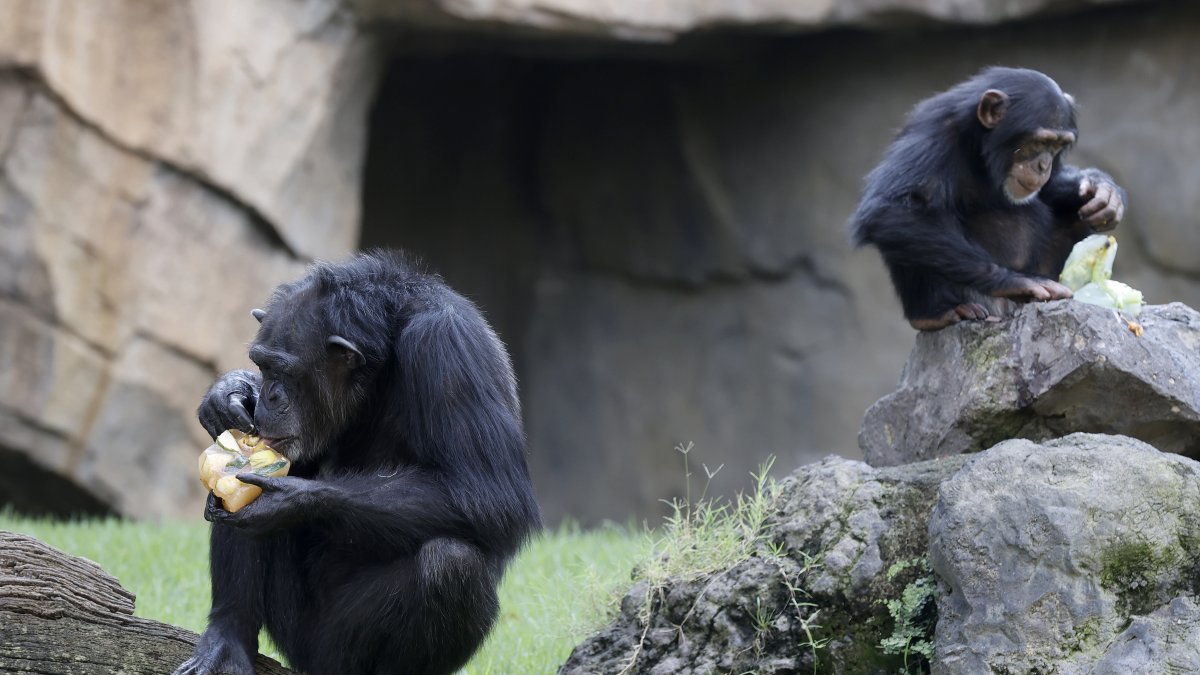 Dos chimpancés se refrescan con unos helados de frutas para mitigar las altas temperaturas.