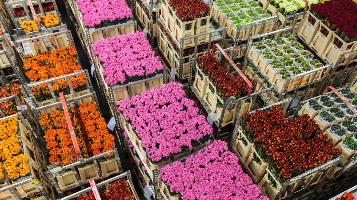 Flores.- Las exportaciones de las rosas por el Día de la Madre.