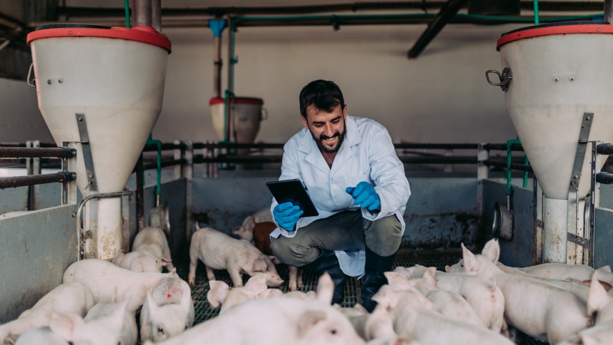 Finca.- Un trabajador atiende a un grupo de cerdos que se crían en una hacienda.