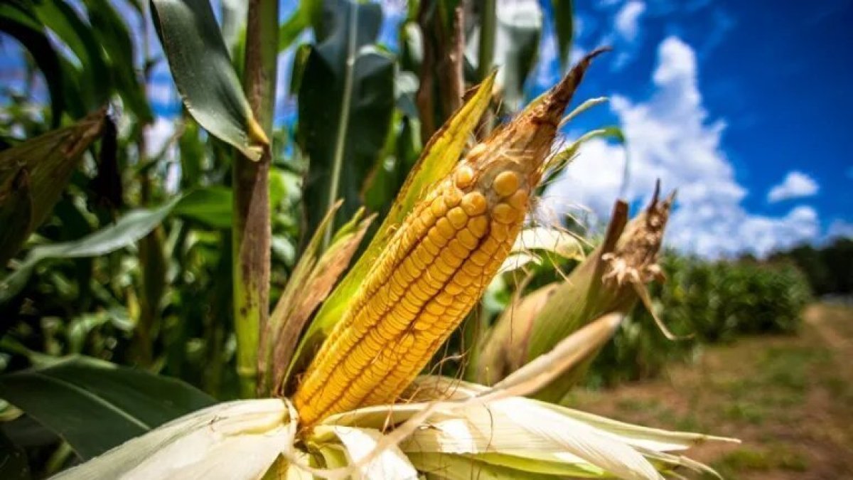Alimento. Un sembrío del maíz.
