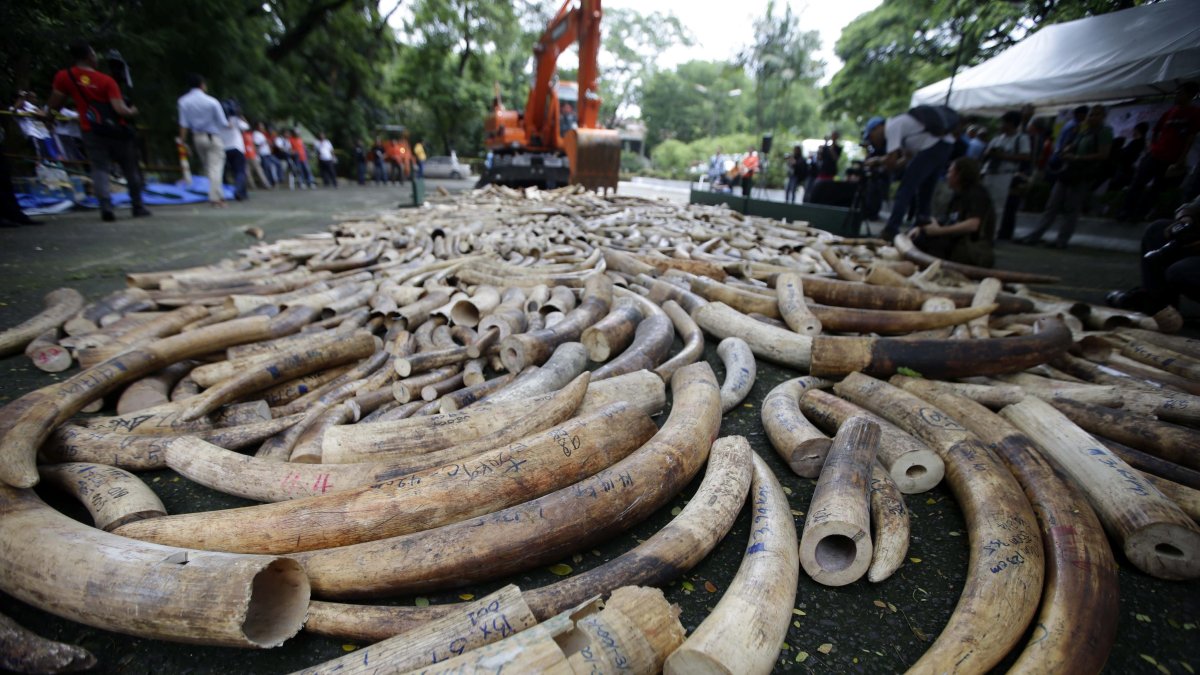 Una pala excavadora trabaja en la destrucción de marfil incautado por las autoridades.