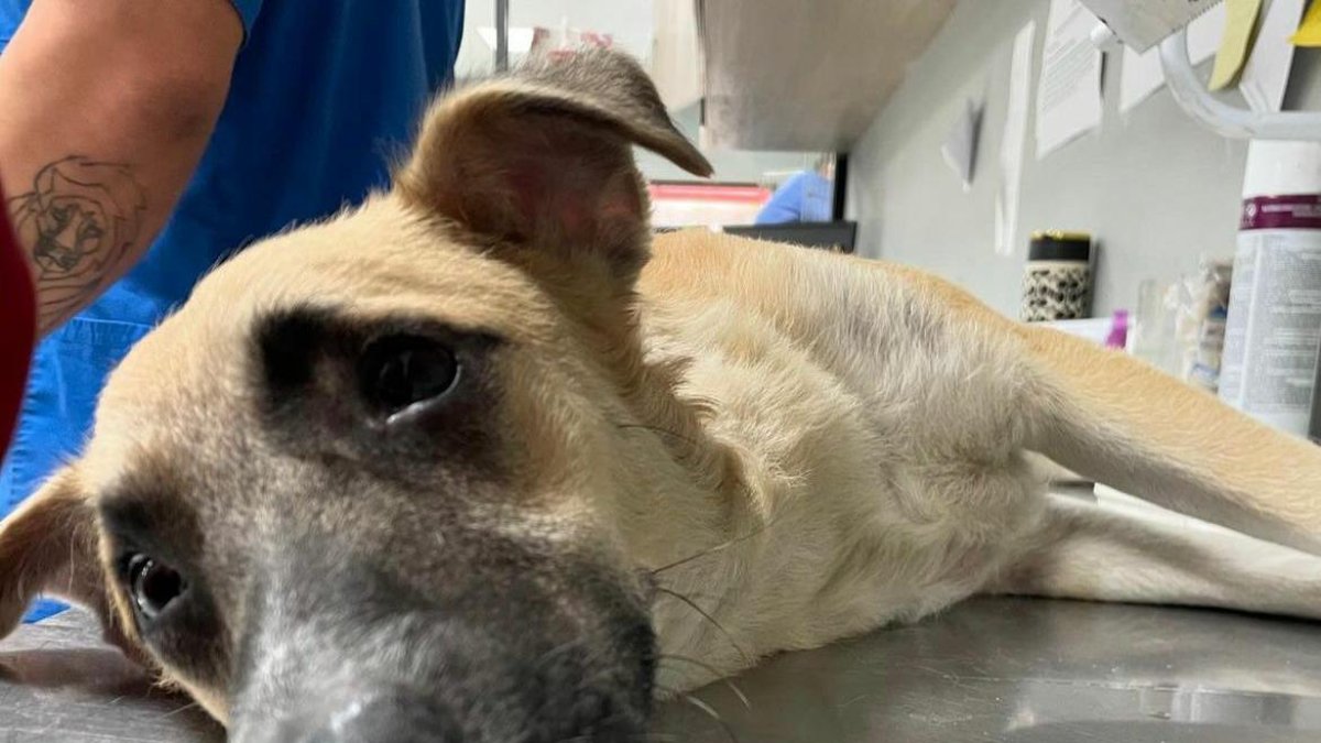 Dae, el can que recibió un disparo por intentar defender a sus vecinos.