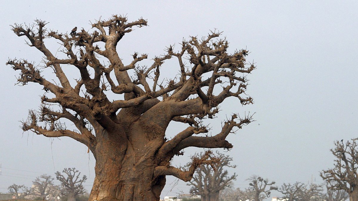 Un hombre pasea por un bosque de baobabs cerca de Rufisque, en Senegal.
